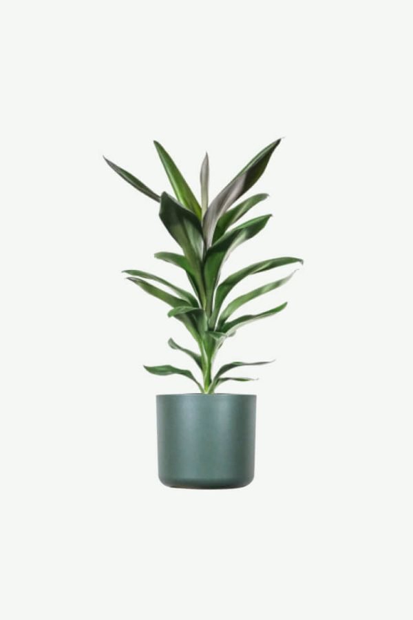 Dracaena Lisa